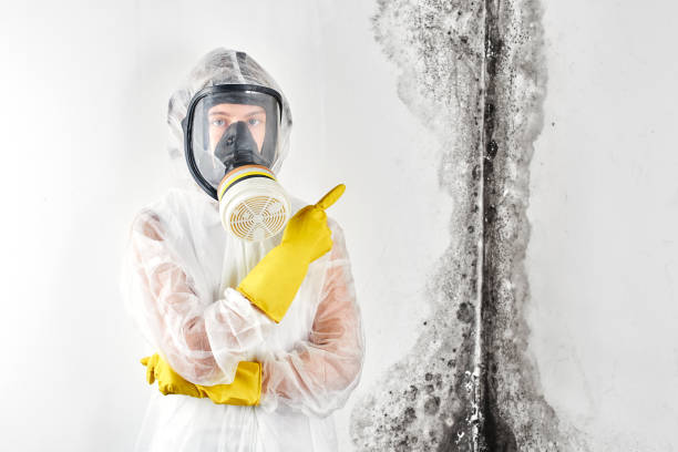 Mold Removal for HVAC Installations in Norco, LA